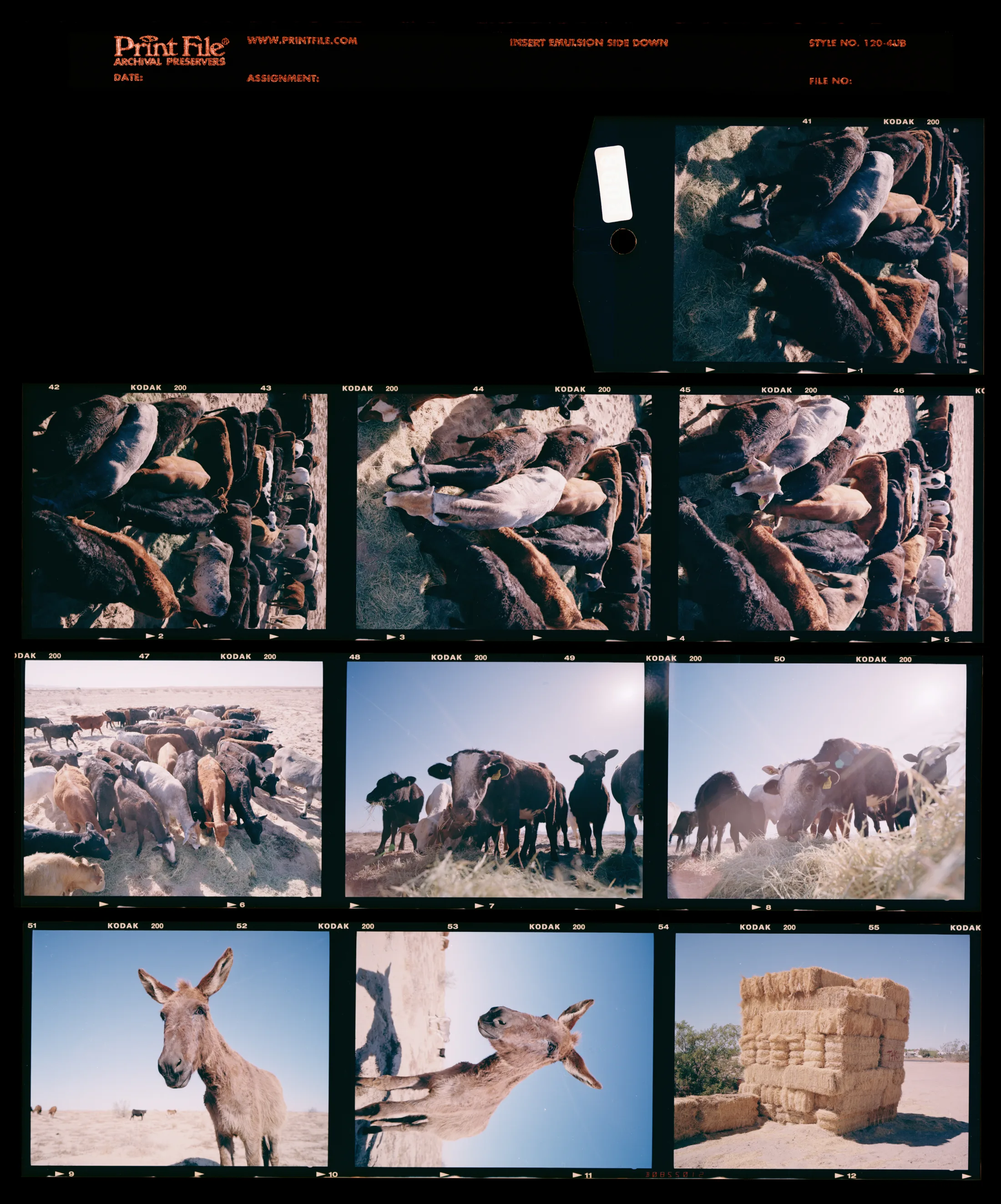 Contact sheet by Ryan Valasek